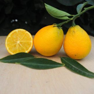 Citrangequat Thomasville