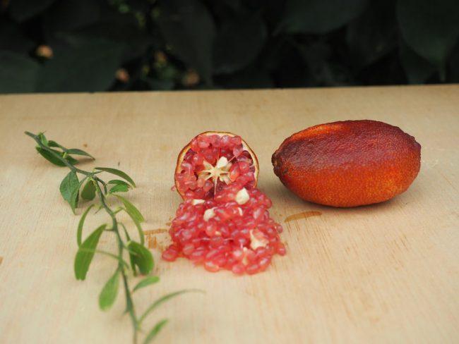 Citron caviar Grenat