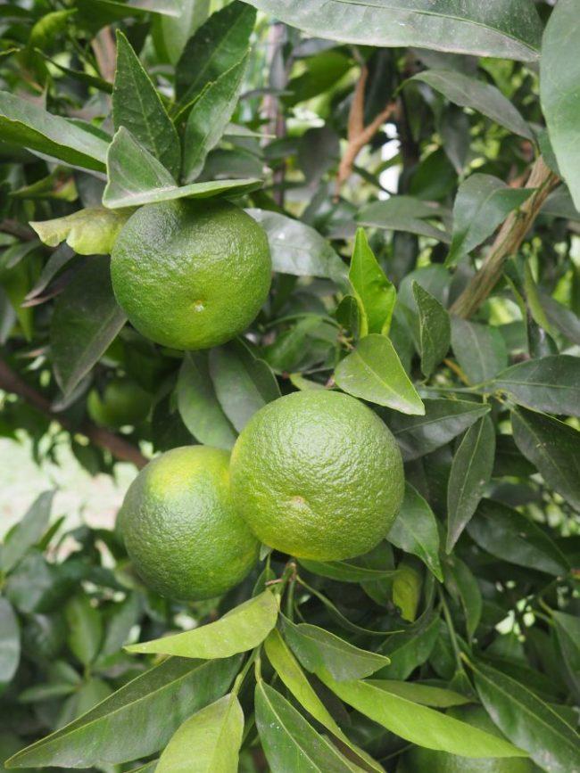 Clementine Nules – Image 2