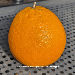orange navelina – Image 2