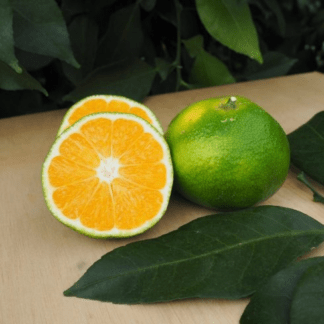 Satsuma Owari Francis Soules