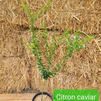 Citron caviar Grenat