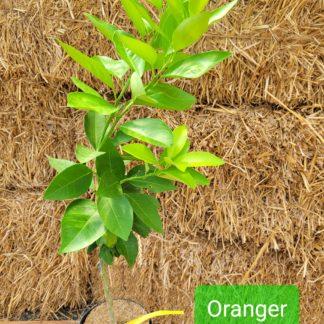 Orange Vaniglia