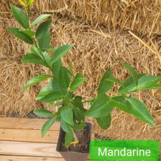 Mandarine Shekwasha
