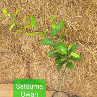 Satsuma Owari