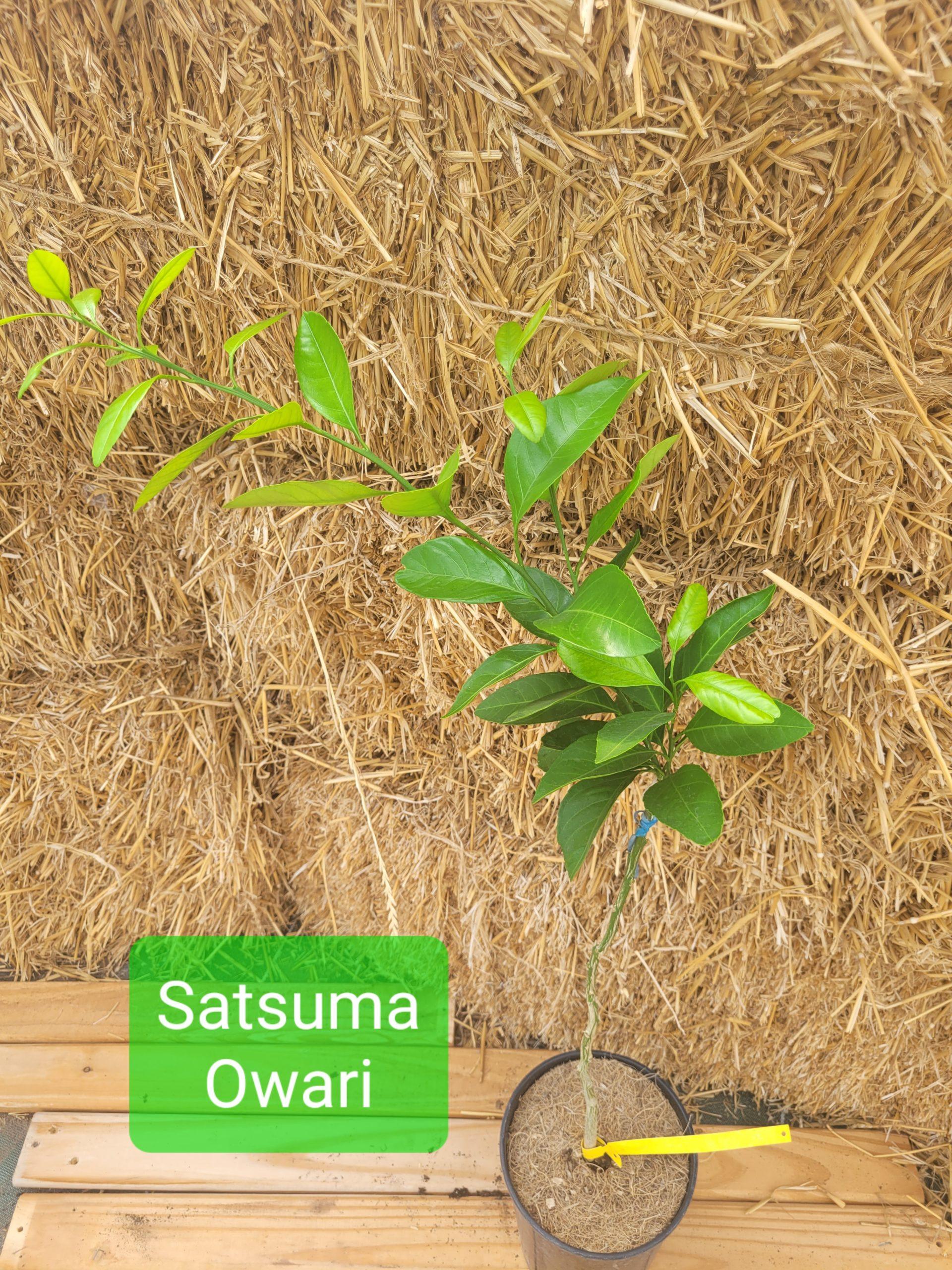 Satsuma Owari