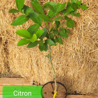 Citron de Menton