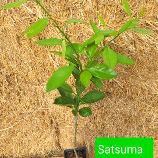 Satsuma Miyagawa