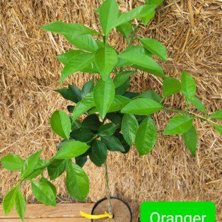 Orange Whashington Navel
