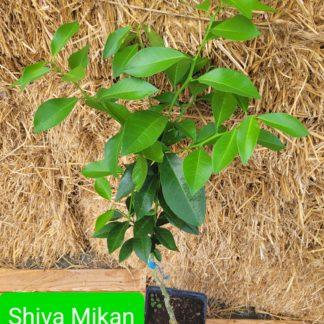 Shiva Mikan Japan
