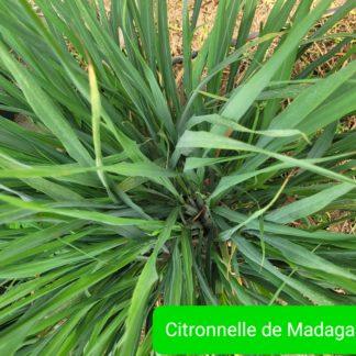 Citronnelle de Madagascar