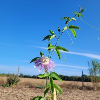 Passiflore Edulis